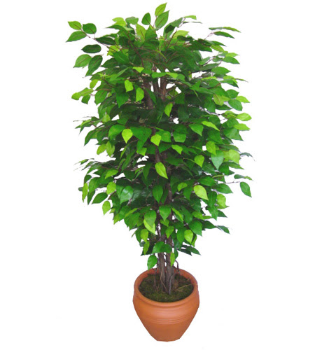 Ficus Benjamin 1,50 cm   Rize hediye iek yolla 