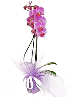  Rize hediye iek yolla  Kaliteli ithal saksida orkide