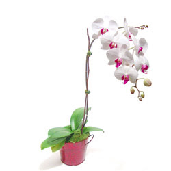  Rize hediye sevgilime hediye iek  Saksida orkide