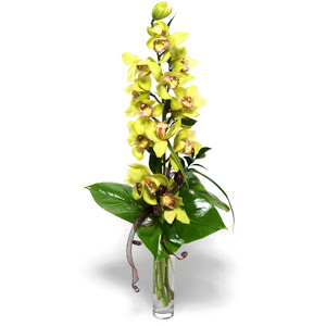  Rize uluslararas iek gnderme  cam vazo ierisinde tek dal canli orkide