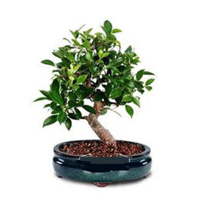 ithal bonsai saksi iegi  Rize online ieki , iek siparii 