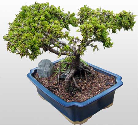 ithal bonsai saksi iegi  Rize yurtii ve yurtd iek siparii 