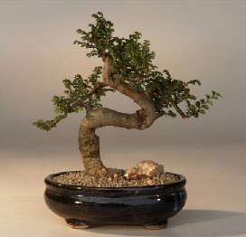 ithal bonsai saksi iegi  Rize ucuz iek gnder 