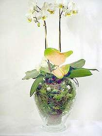  Rize iek servisi , ieki adresleri  Cam yada mika vazoda zel orkideler
