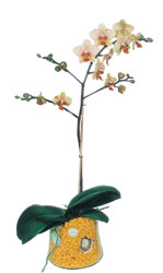  Rize iek gnderme  Phalaenopsis Orkide ithal kalite