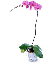  Rize iek sat  Orkide ithal kaliteli orkide 