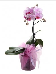 1 dal pembe orkide saksı çiçeği  Rize internetten çiçek siparişi 