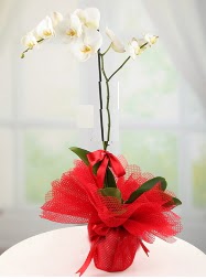 1 dal beyaz orkide saks iei  Rize online iek gnderme sipari 