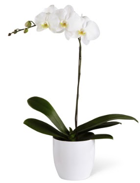 1 dall beyaz orkide  Rize ucuz iek gnder 