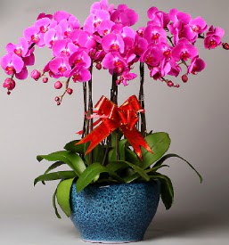 7 dall mor orkide  Rize iek siparii sitesi 