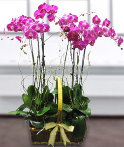 4 dall mor orkide  Rize iek siparii vermek 