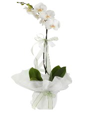 1 dal beyaz orkide iei  Rize iek yolla 