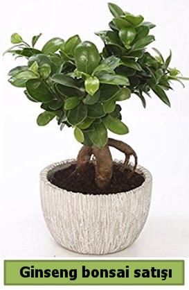 Ginseng bonsai japon aac sat  Rize iek online iek siparii 