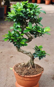 Orta boy bonsai saks bitkisi  Rize iek gnderme sitemiz gvenlidir 