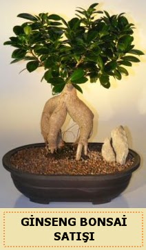 thal Ginseng bonsai sat japon aac  Rize online ieki , iek siparii 