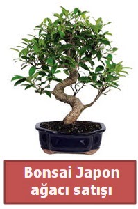 Japon aac bonsai sat  Rize online ieki , iek siparii 