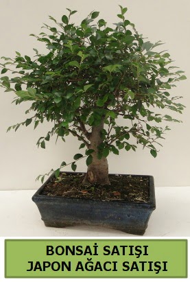 Minyatr bonsai japon aac sat  Rize 14 ubat sevgililer gn iek 