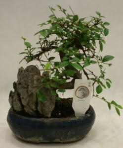 thal 1.ci kalite bonsai japon aac  Rize iek servisi , ieki adresleri 
