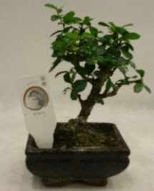 Kk minyatr bonsai japon aac  Rize hediye sevgilime hediye iek 