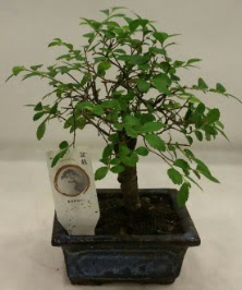 Minyatr ithal japon aac bonsai bitkisi  Rize iek servisi , ieki adresleri 