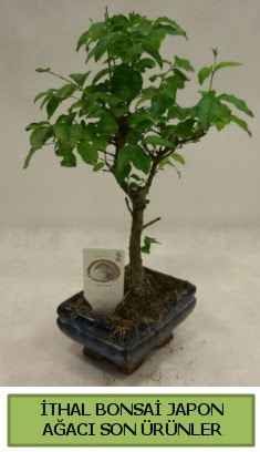 thal bonsai japon aac bitkisi  Rize ieki maazas 