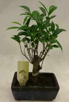 Japon aac bonsai bitkisi sat  Rize iek online iek siparii 