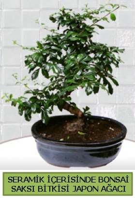 Seramik vazoda bonsai japon aac bitkisi  Rize online ieki , iek siparii 