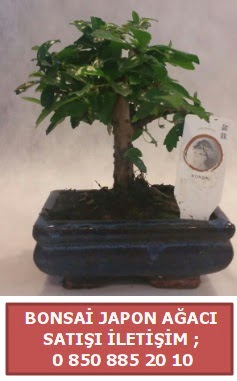 Japon aac minyar bonsai sat  Rize iek servisi , ieki adresleri 