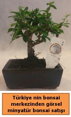 Japon aac bonsai sat ithal grsel  Rize anneler gn iek yolla 