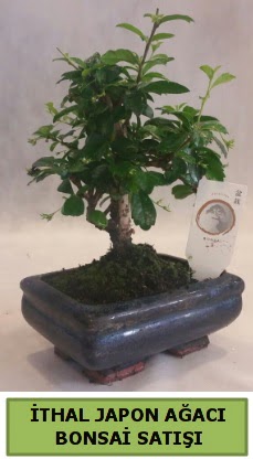 thal japon aac bonsai bitkisi sat  Rize iek online iek siparii 