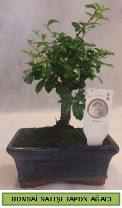 Minyatr bonsai aac sat  Rize hediye sevgilime hediye iek 