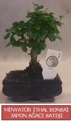 Kk grsel bonsai japon aac bitkisi  Rize iek maazas , ieki adresleri 