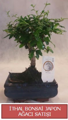 thal kk boy minyatr bonsai aa bitkisi  Rize iek online iek siparii 