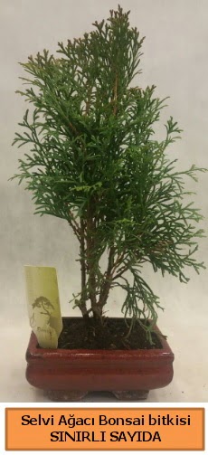 Selvi aac bonsai japon aac bitkisi  Rize iek servisi , ieki adresleri 