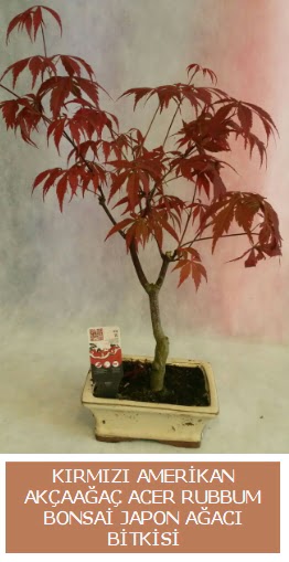 Amerikan akaaa Acer Rubrum bonsai  Rize iek , ieki , iekilik 