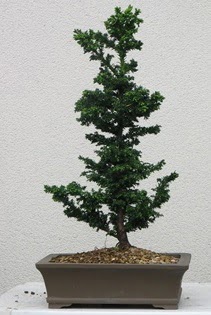 am aac bonsai bitkisi sat  Rize iek online iek siparii 