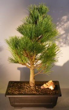 am aac japon aac bitkisi bonsai  Rize iek online iek siparii 