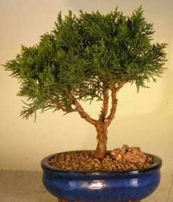 Servi am bonsai japon aac bitkisi  Rize anneler gn iek yolla 