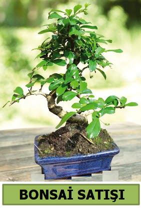 am bonsai japon aac sat  Rize iek servisi , ieki adresleri 
