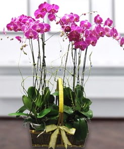 7 dall mor lila orkide  Rize 14 ubat sevgililer gn iek 