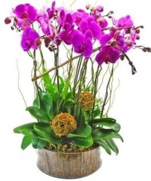 Ahap ktkte lila mor orkide 8 li  Rize iek yolla , iek gnder , ieki  