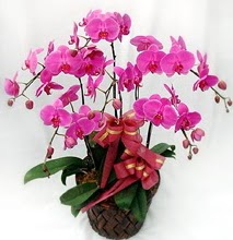 Sepet ierisinde 5 dall lila orkide  Rize kaliteli taze ve ucuz iekler 