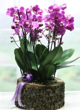 Ktk ierisinde 6 dall mor orkide  Rize kaliteli taze ve ucuz iekler 