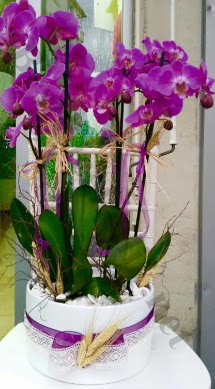 Seramik vazoda 4 dall mor lila orkide  Rize iek gnderme 