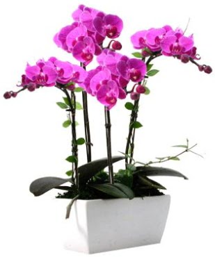 Seramik vazo ierisinde 4 dall mor orkide  Rize iek servisi , ieki adresleri 