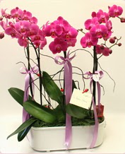Beyaz seramik ierisinde 4 dall orkide  Rize kaliteli taze ve ucuz iekler 