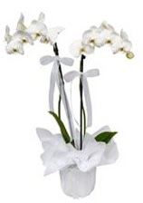 2 dall beyaz orkide  Rize iek siparii vermek 