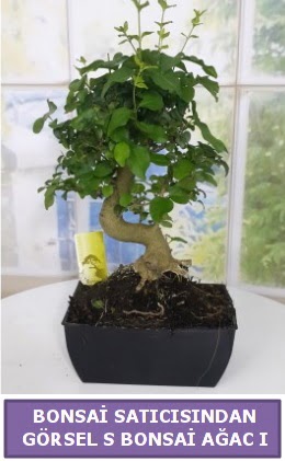S dal erilii bonsai japon aac  Rize iek servisi , ieki adresleri 
