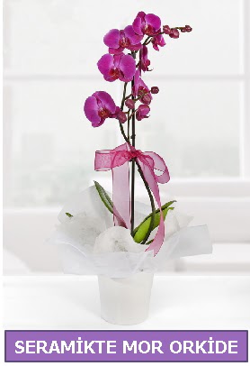 Seramik içerisinde birinci kalite tek dallı mor orkide  Rize uluslararası çiçek gönderme 