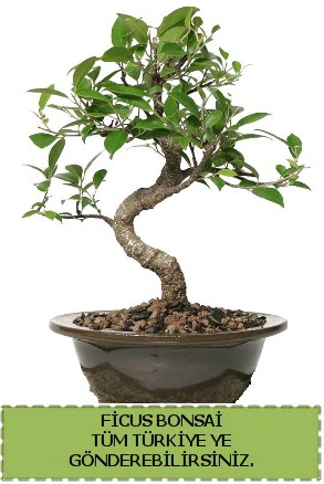 Ficus bonsai  Rize 14 ubat sevgililer gn iek 